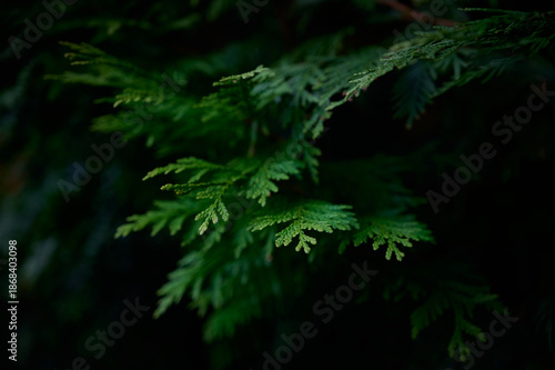 Green branches of a white cedar close-up. Natural green Christmas tree background.