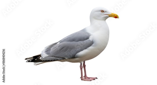 Seagull Standing on One Leg Isolated.