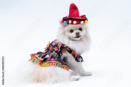 Bild auf Leinwand ensaio Pet - Two Clicks Fotografia Pet