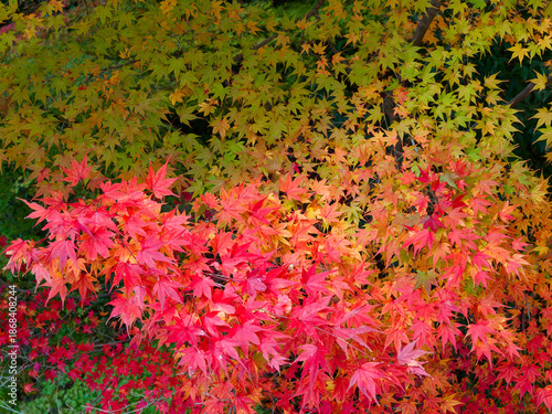  緑から赤へ、季節が染まる瞬間