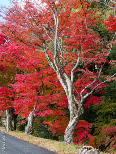  水音が響く紅葉の庭園