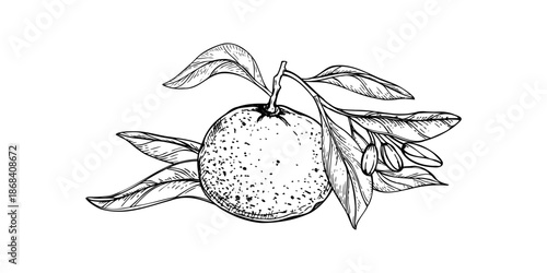 Citrus fruit on branch with flower buds vector isolated illustration painted by black inks. Mandarin orange with leaves line art black ink sketch. Etching drawing of Grapefruit or Pummelo