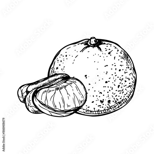 Hand drawn clementine with peeled slices vector isolated illustration painted by black inks. Sweet ripe mandarin orange etching drawing. Citrus fruit for mulled wine decor, recipes, poster