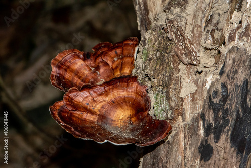 Foto Cluster of yellow-footed bracket fungi on tree trunk in tropical rainforest, Tha