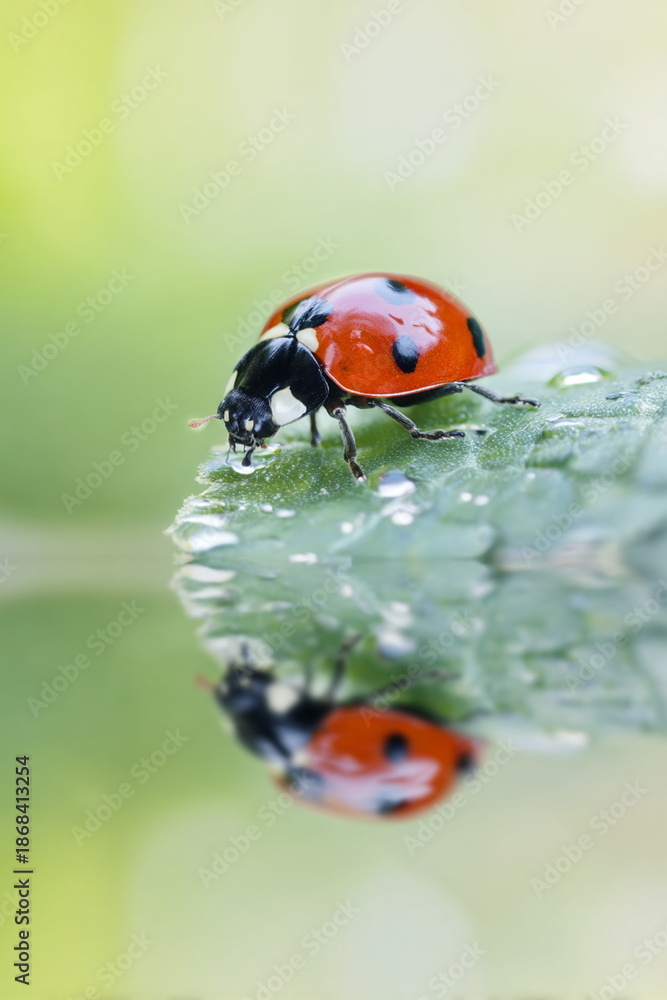 Fototapeta premium Close-up of a ladybug on a dewy green leaf, sipping water, with its reflection visible below