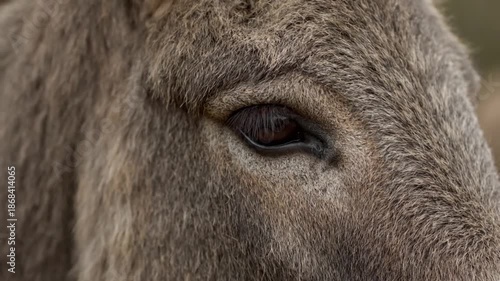 Wallpaper Mural Close up of donkey eye and fur. Torontodigital.ca