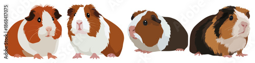 guinea pig animal mammal rodent small furry Flat Vector Illustration on Transparent Background