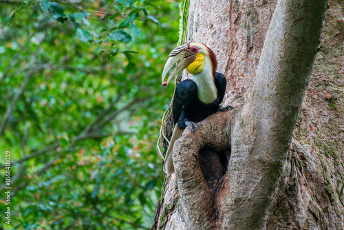 Wreathed Hornbill perched on a tree trunk next to its nest in a lush green forest.