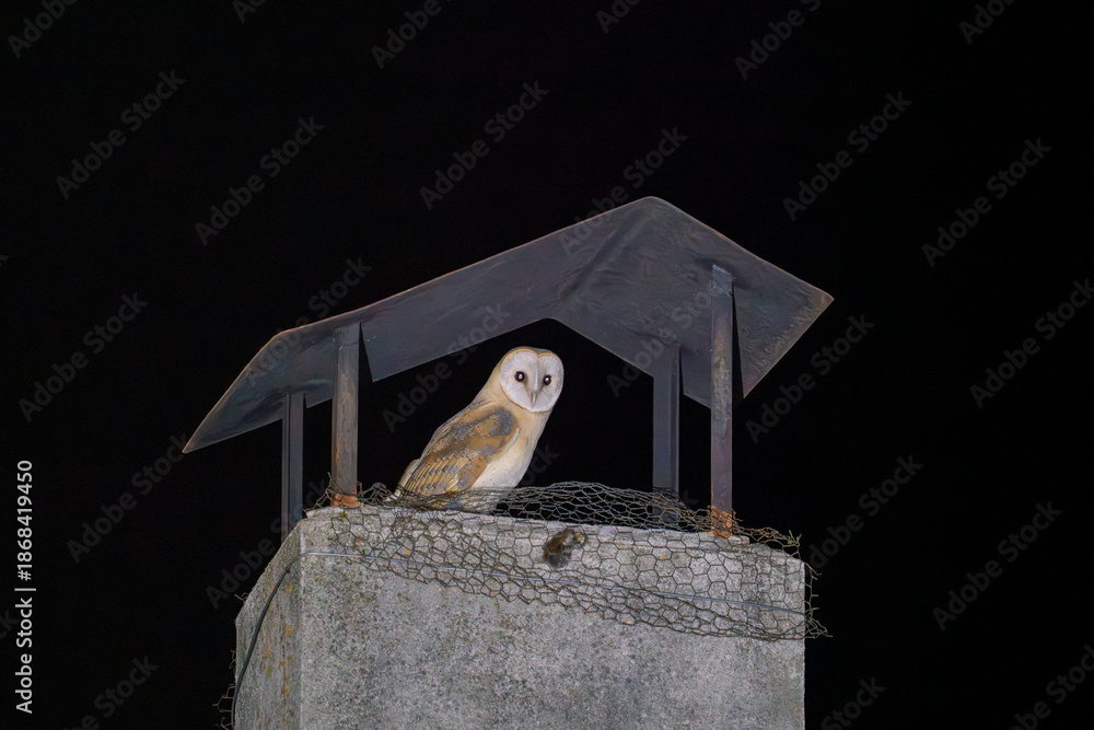 custom made wallpaper toronto digitalMysterious Owl Perched on a Chimney at Night