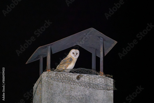 Wallpaper Mural Mysterious Owl Perched on a Chimney at Night Torontodigital.ca