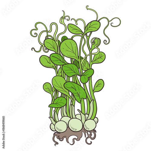 Fresh tall sprouted green microgreens pea sprouts with roots on white background