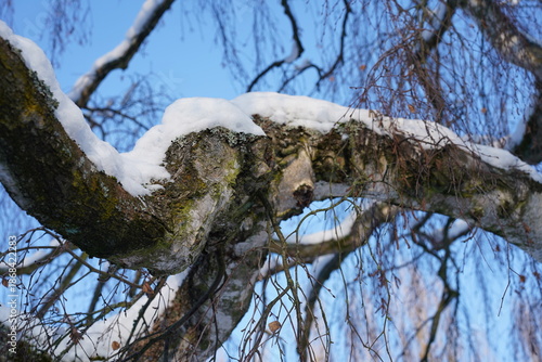 Äste einer Trauerbirke (Betula pendula Youngii) mit Schneehaube im Winter