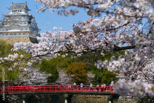 Wallpaper Mural 姫路公園の桜。姫路、兵庫、日本。４月上旬。 Torontodigital.ca
