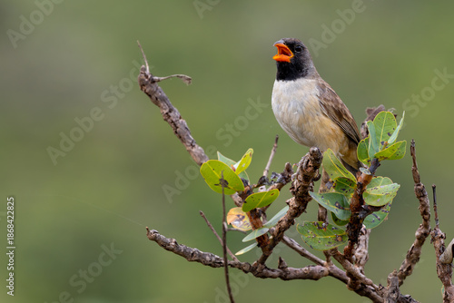 Black-throated Saltator 
