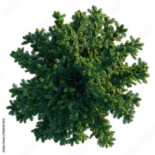Tableau sur toile Abies balsamea Nana tree plan, top view, cutout, transparent background, isolate