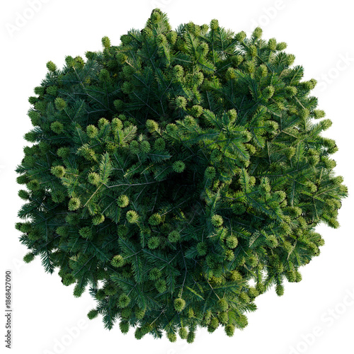 Bild auf Leinwand Abies balsamea Nana tree plan, top view, cutout, transparent background, isolate