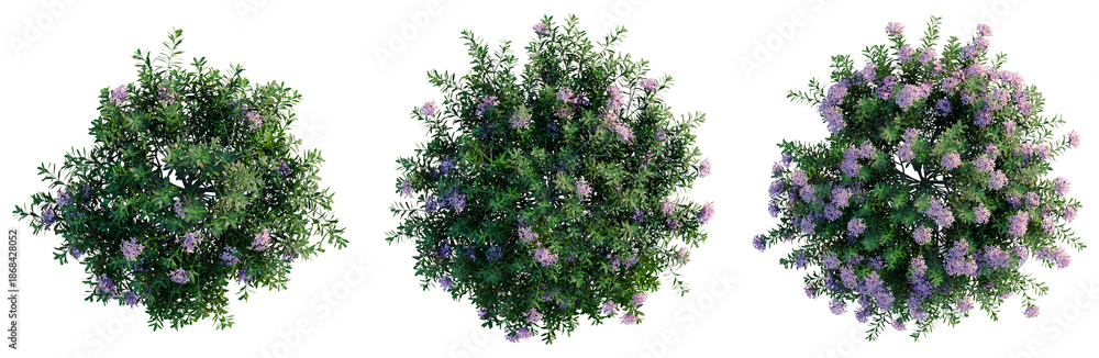 Obraz premium Daphne cneorum tree plan, top view, cutout, transparent background, isolate, good for architecture visualization, Lila flower bouquet with lush green leaves, floral design for spring arrangements