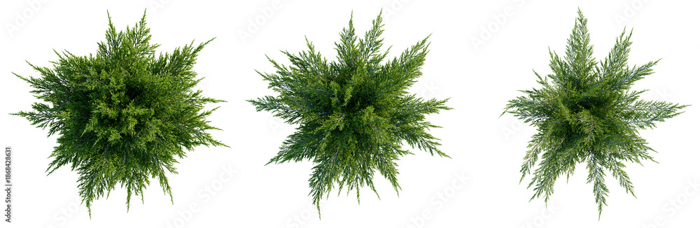 Obraz premium Juniperus sabina tree plan, top view, cutout, transparent background, isolate, good for architecture visualization, Green Juniper Bush Collection - High Resolution PNG for Versatile Design Projects