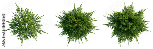 Juniperus sabina tree plan, top view, cutout, transparent background, isolate, good for architecture visualization, Conifer Branches Collection - Realistic Greenery Elements for Design Projects