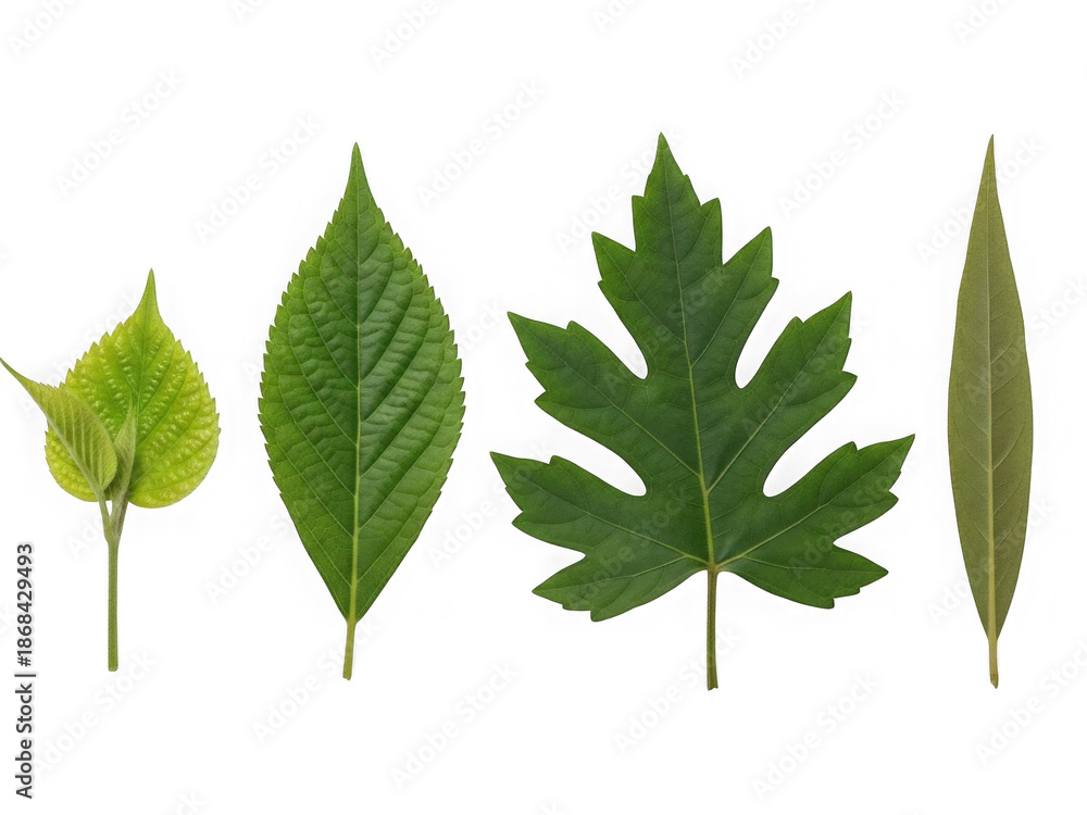 Fototapeta premium Diverse green leaves isolated on transparent background