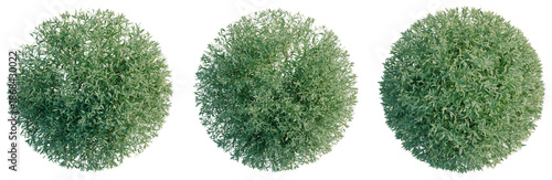Valokuva Salix purpurea tree plan, top view, cutout, transparent background 4K PNG, isola