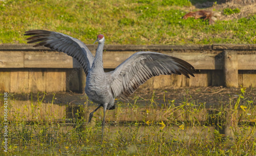 Fototapeta premium A solo sandhill crane stands with its wings spread wide, creating a powerful and striking display. The extended wings showcase detailed feathers and a sense of balance and strength. Set against a natu
