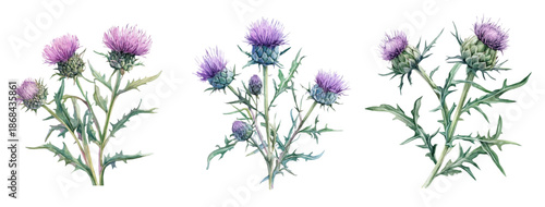 Minimal yet artistic elements for creative designs. hand-drawn paint, Simple Illustration, A beautiful painting of milk thistle plant set, EPS format, isolated on a white background