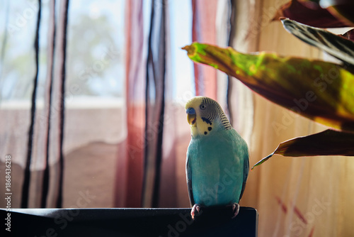 Bild auf Leinwand Blue Budgie Chirps on Branch