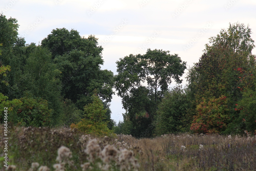 Obraz premium landscape with trees