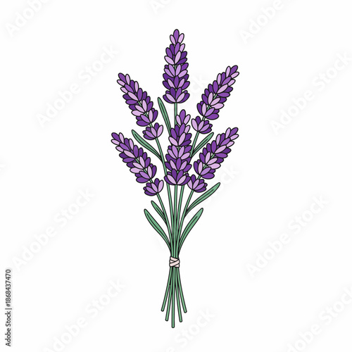 Illustration of a bouquet of six lavender flower spikes tied together