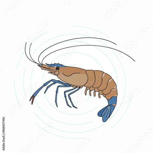 Illustration of a brown and blue shrimp with long antennae against a white background