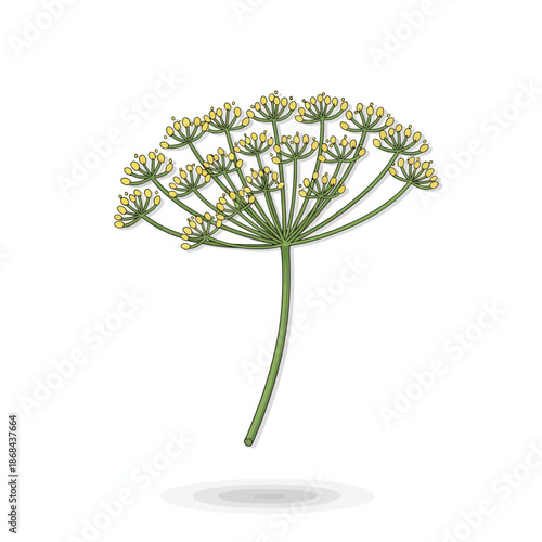 Illustration of a dill flower umbel with small yellow blossoms on a white background