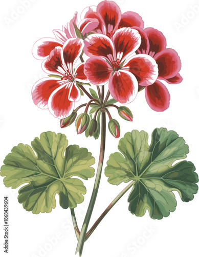 Red geranium botanical illustration, vintage floral artwork with detailed petals and green leaves, elegant hand drawn style isolated on white background