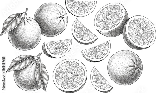 Black and white of oranges and orange slices with leaves stippling