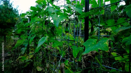 Wallpaper Mural Cucumber plants start to wither and moving camera closer to last gherkin hanging from dying vine while still growing at the end of gardening season Torontodigital.ca