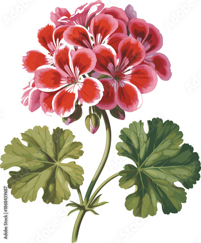 Red geranium botanical illustration, vintage floral artwork with lush green leaves, detailed classic hand drawn style isolated on white background