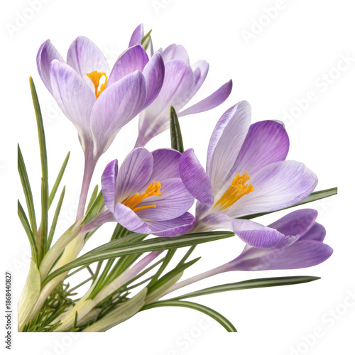 Beautiful spring crocus flowers isolated on transparent background