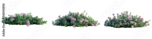 Konstfotografi Daphne cneorum tree, front view, cutout, transparent background, isolate, archit