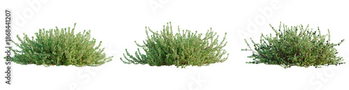 Empetrum nigrum tree, front view, cutout, transparent background, isolate, architecture visualization, Three Juniper Shrubs - Evergreen Conifer Plants with Detailed Foliage for Landscaping Designs
