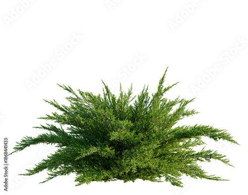 Schilderij op canvas Juniperus sabina tree, front view, cutout, transparent background, isolate, arch
