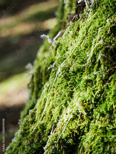 Moss on Tree Bark