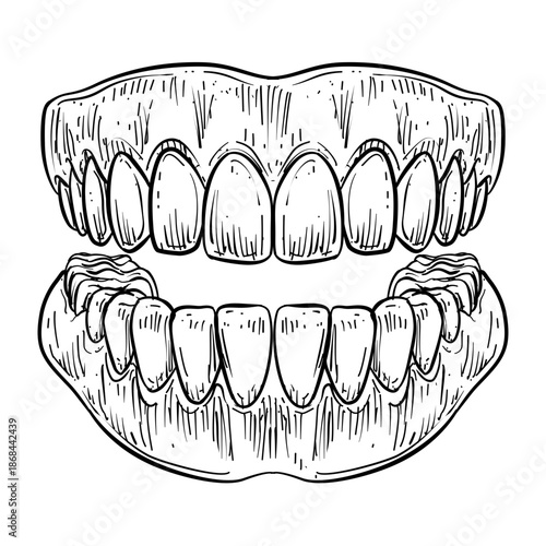 human teeth and gums vector line art hand drawn illustration