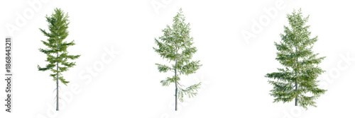 Konstfotografi Tsuga heterophylla tree, front view, cutout, transparent background, isolate, ar