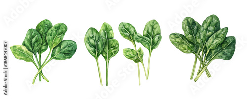 Minimal yet artistic elements for creative designs. hand-drawn paint, Simple Illustration, A beautiful painting of spinach, EPS format, isolated on a white background