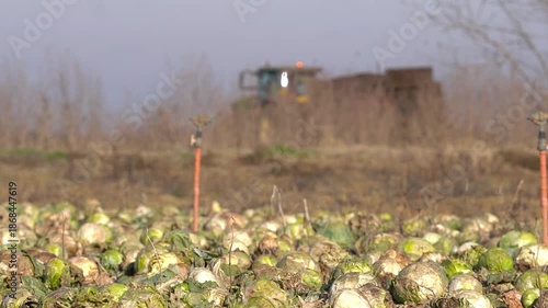 cabbage. Frozen cabbage left on the field to be turned under the furrow. detail.