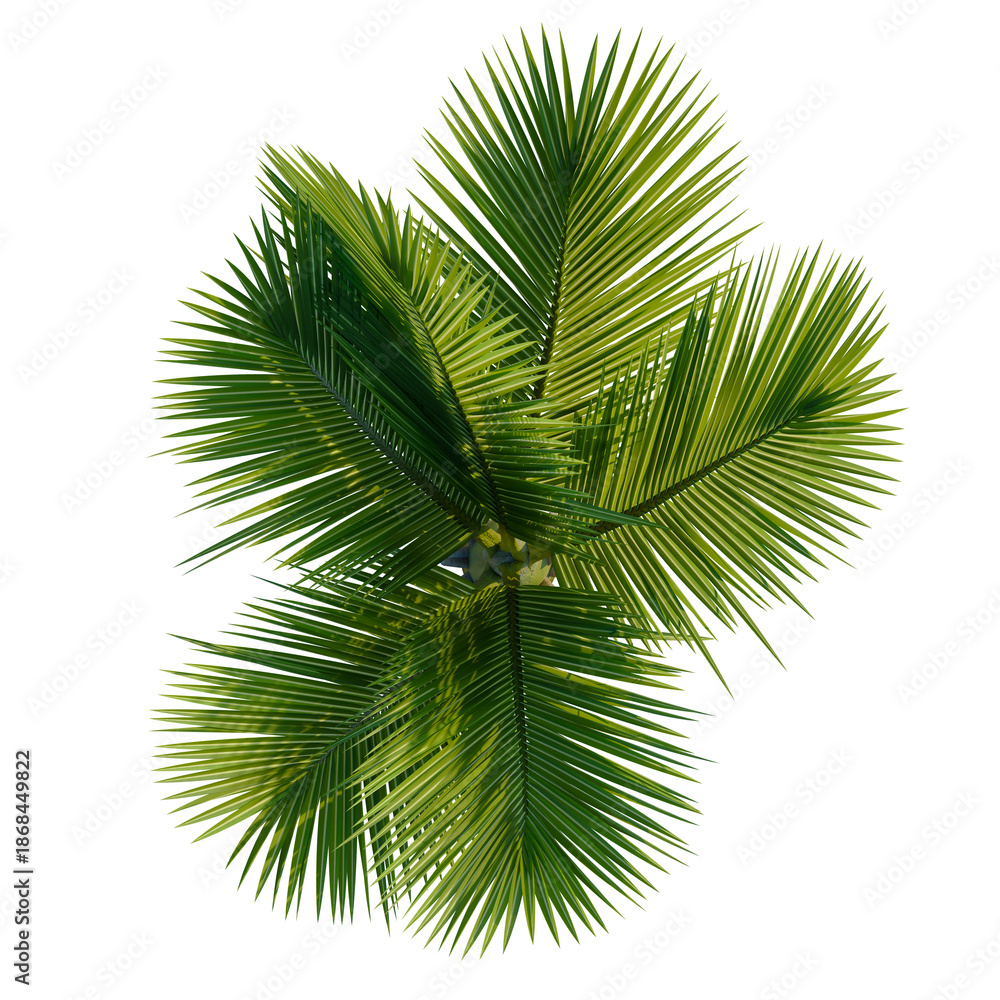 Fototapeta premium Rhopalostylis sapida tree plan, top view, cutout, transparent background, isolate, Lush Green Palm Frond - Tropical Foliage for Design Elements