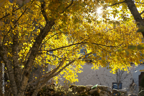Wallpaper Mural autumn leaves in the park Torontodigital.ca