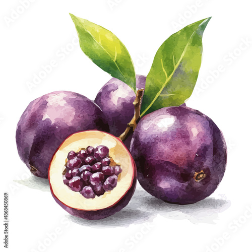 Vinca flower painting set, Minimal yet artistic elements for creative designs. hand-drawn paint, Simple Illustration, A beautiful painting of langsat fruit, EPS format, isolated on a white background