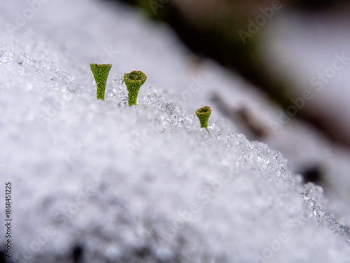 Gefrorene Trompetenflechte mit Eiskristallen im Winter – Makroaufnahme