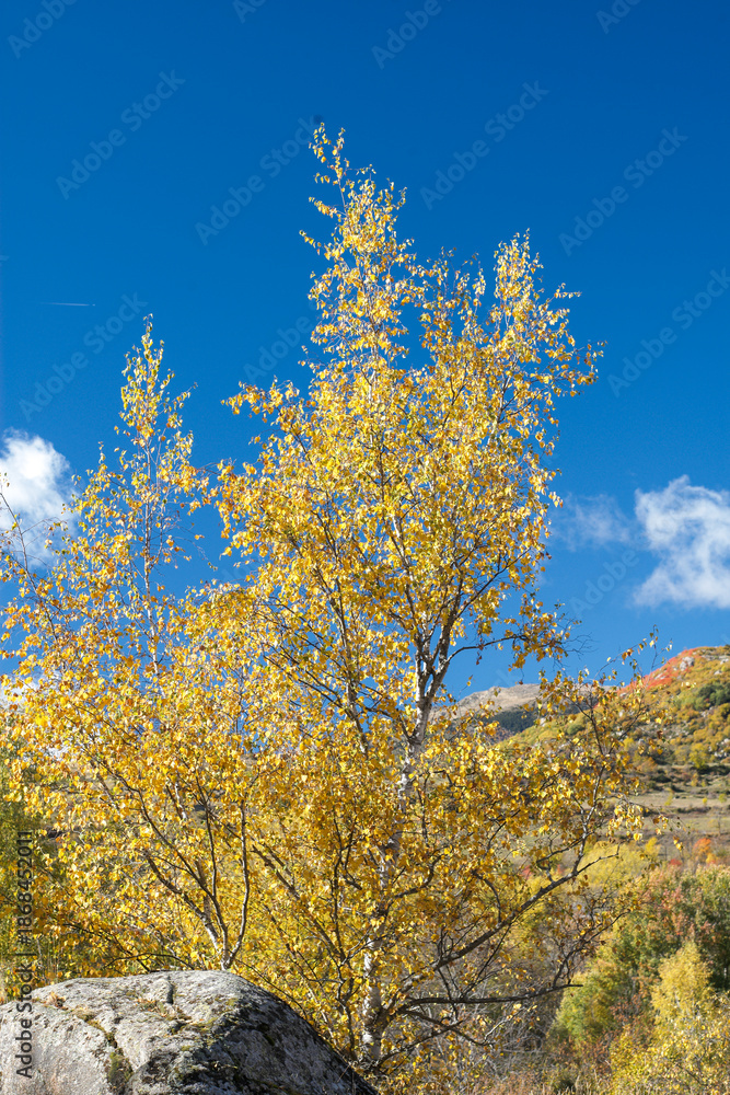 Fototapeta premium autumn in the mountains